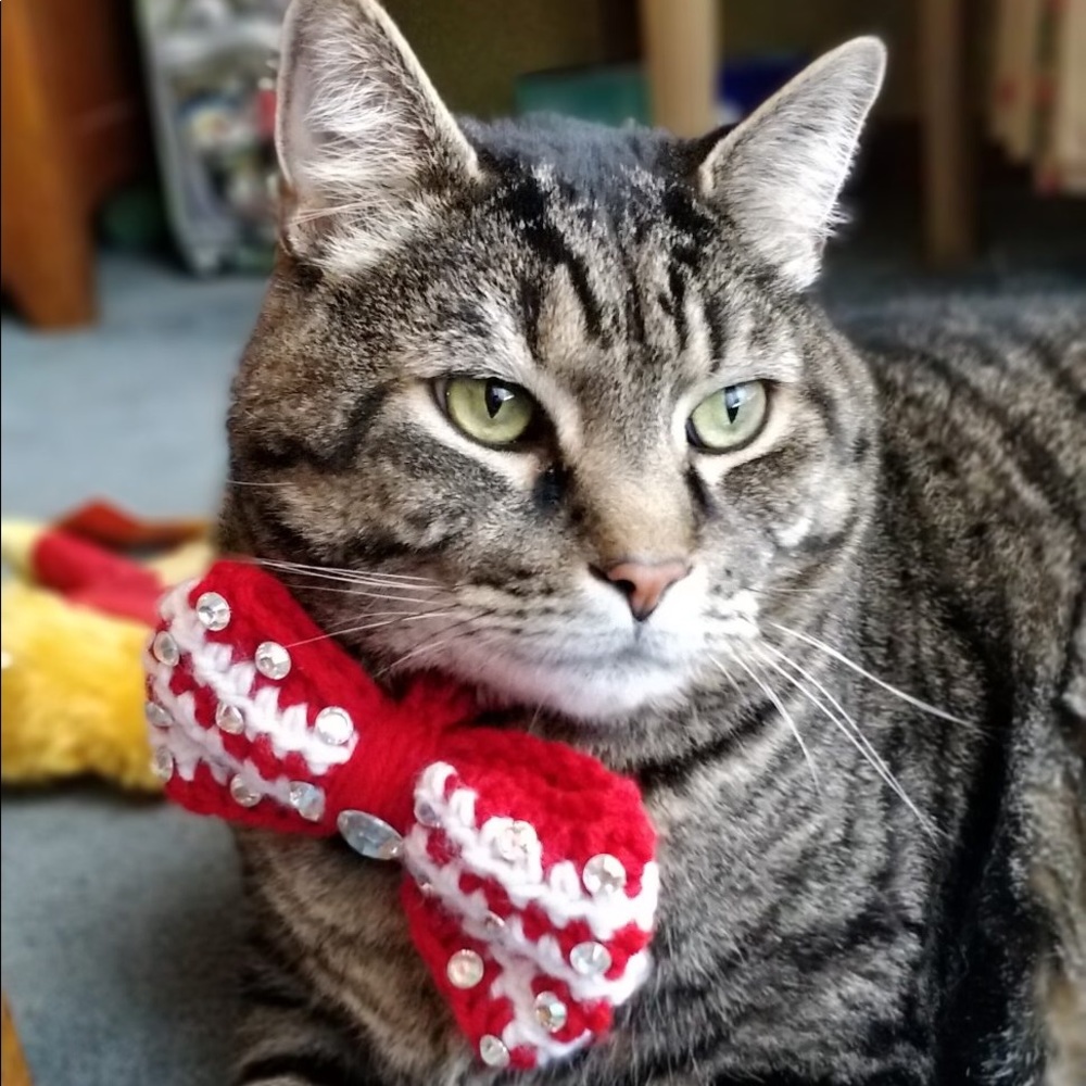 ⭐️ Bowties For Dogs and Cats - Picture 2 of 6